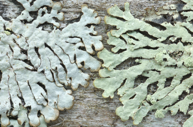 Parmeliopsis hyperopta ambigua